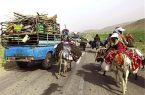 عشایرمهمان قبل از کوچ به سمت ایلام،  دامهایشان را واکسینه کنند