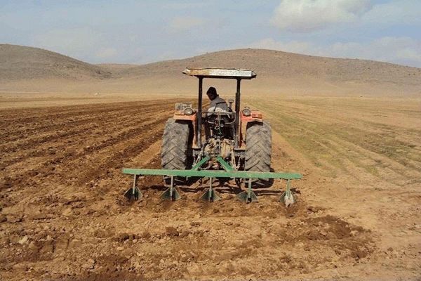 پیش بینی تولید ۲۵۰ هزارتن گندم درشهرستان گرمسیری دهلران