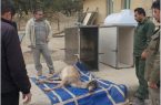 انتقال چهار راس گوزن زرد ایرانی  از ایلام به استان اردبیل