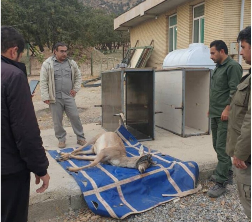 انتقال چهار راس گوزن زرد ایرانی  از ایلام به استان اردبیل