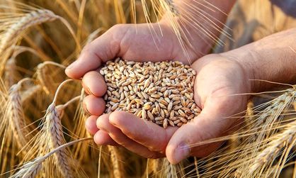 پرداخت مطالبات گندم‌کاران از فردا آغاز می‌شود