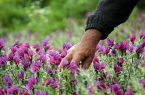 ۳۵۰ گونه گیاهی در ایلام وجود دارد