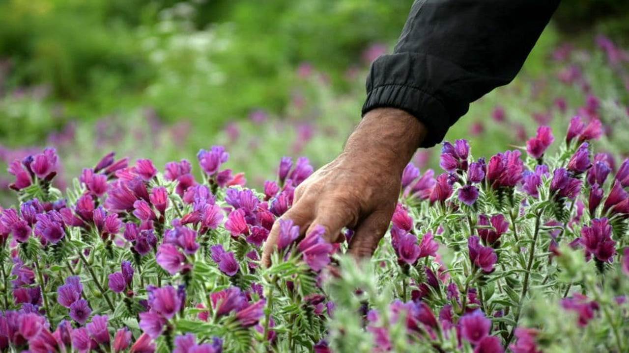 ۳۵۰ گونه گیاهی در ایلام وجود دارد