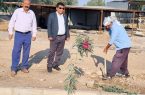 کاشت بیش از ۷۰۰ اصله درخت غیرمثمر در فضاهای سبز شهر مرزی موسیان