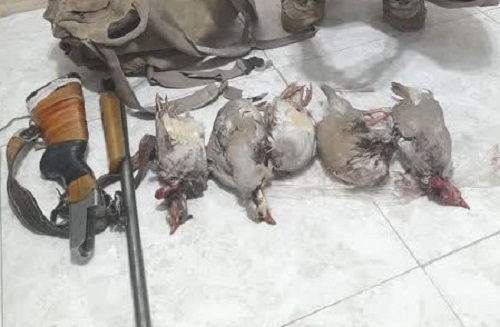 دستگیری شکارچی غیرمجاز در منطقه حفاظت شده کبیرکوه