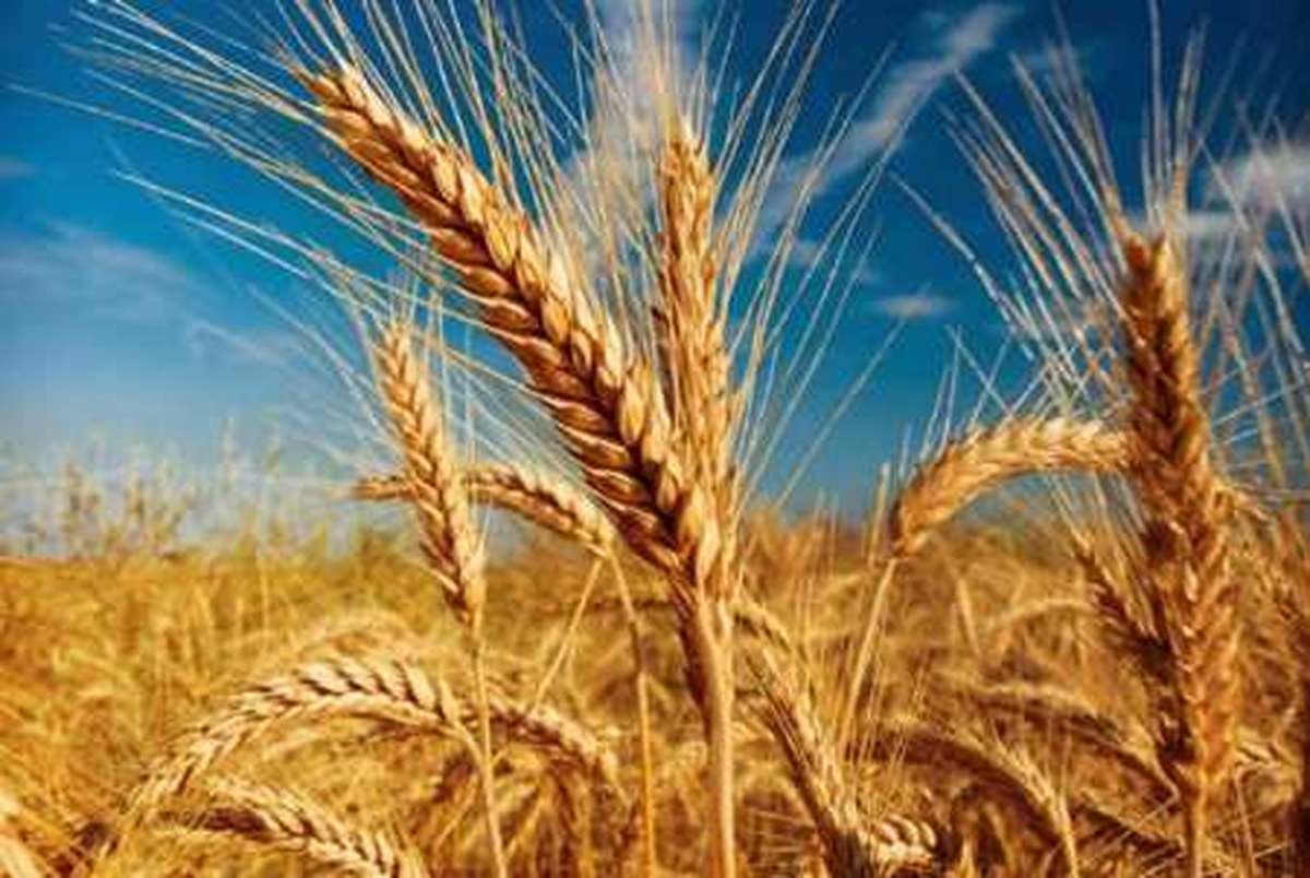 خریداری بیش از ۳۳۴ هزار تن گندم نان  در ایلام