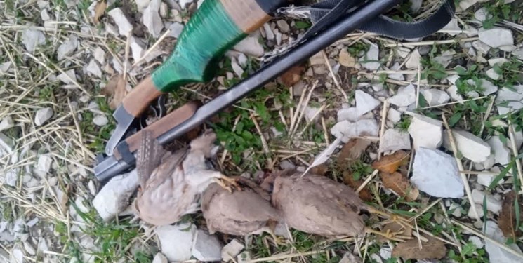 ۰ دستگیری شکارچی غیرمجاز پرندگان در « ملکشاهی”