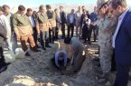کاشت یک میلیون نهال در دهلران آغاز شد