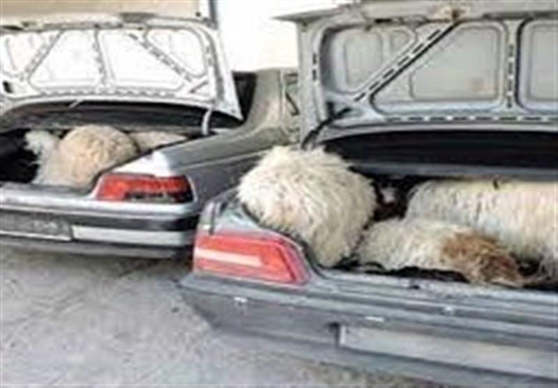 دستگیری باند سارقان احشام در آبدانان