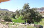 ثبت درختان کهنسال  روستای بیشه دراز درفهرست آثار ملی