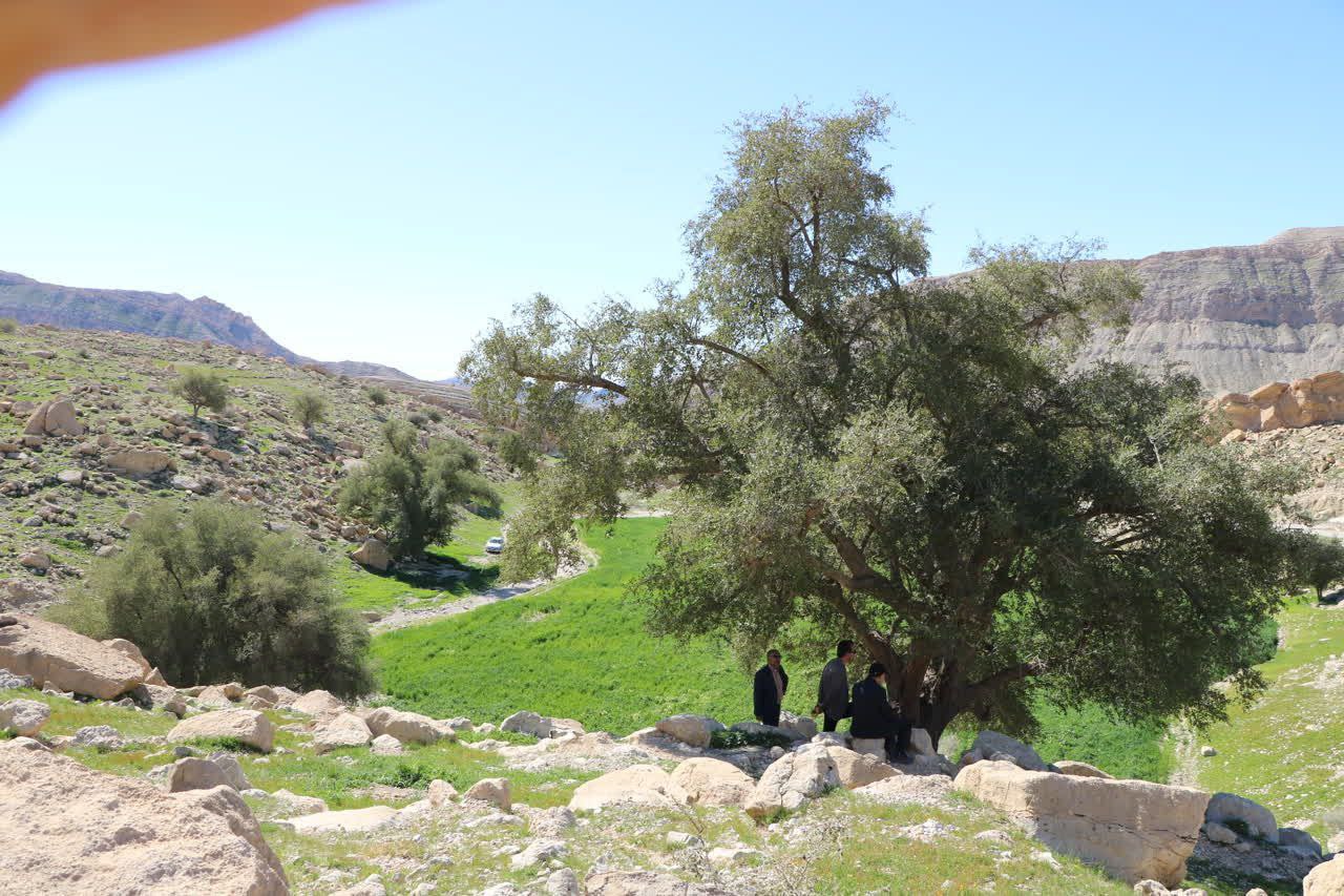 ثبت درختان کهنسال  روستای بیشه دراز درفهرست آثار ملی