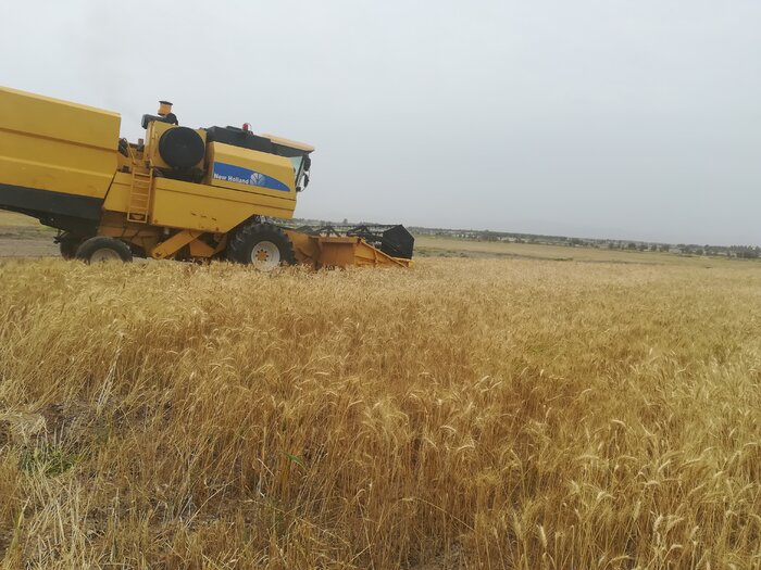 آغاز  جمع آوری زکات غلات در شهرستان های جنوبی استان ایلام