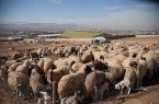 دستگيري سارق احشام در آبدانان