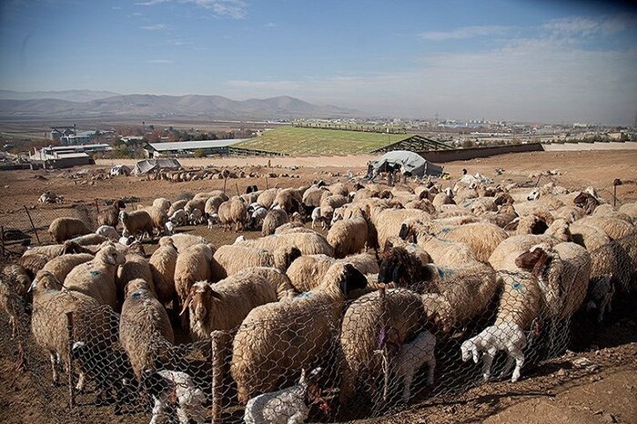 دستگيري سارق احشام در آبدانان