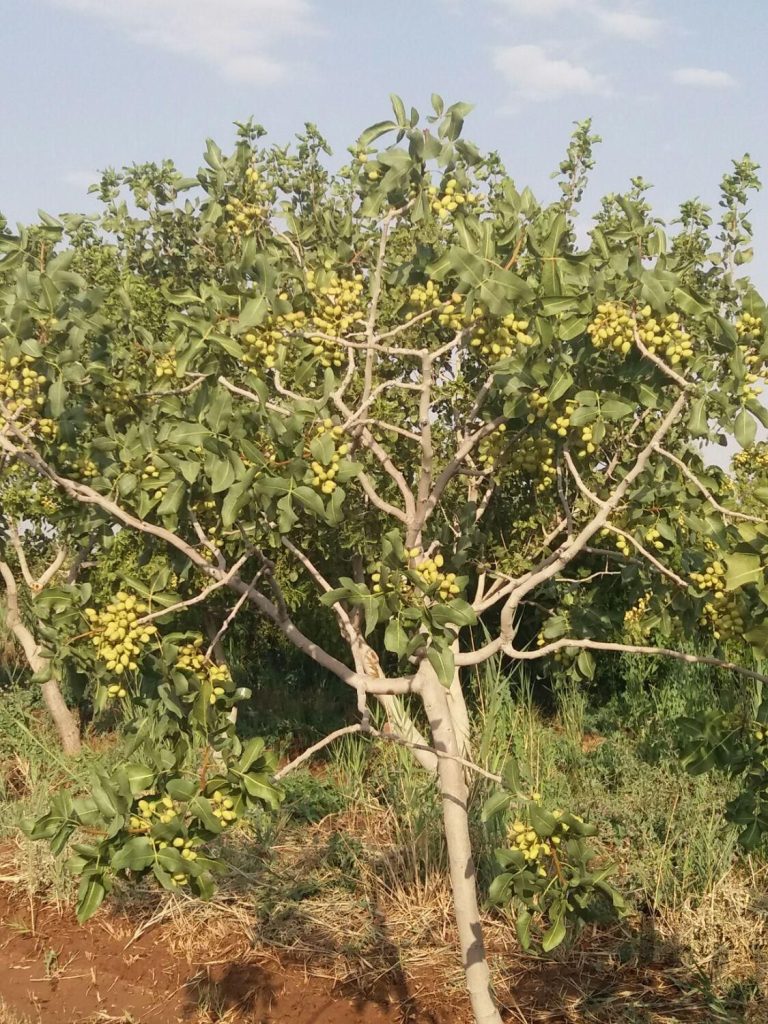 آغاز برداشت پسته در شهرستان بدره