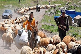 عمده تامین گوشت قرمز ایلام از طریق جامعه عشایر انجام می شود