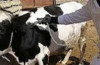 آغاز واکسیناسیون دام‌های سنگین در دهلران