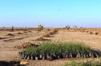 اجرای پویش درختکاری در ورودی روستا های شهرستان دهلران