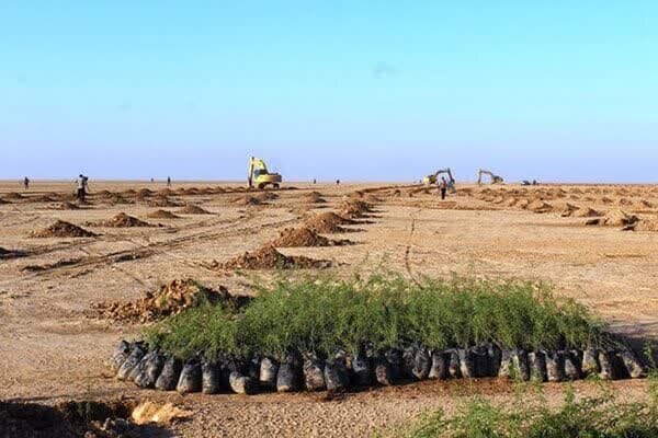 اجرای پویش درختکاری در ورودی روستا های شهرستان دهلران