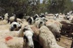 توقیف خودروی حامل ۲۶ رأس احشام قاچاق در آبدانان