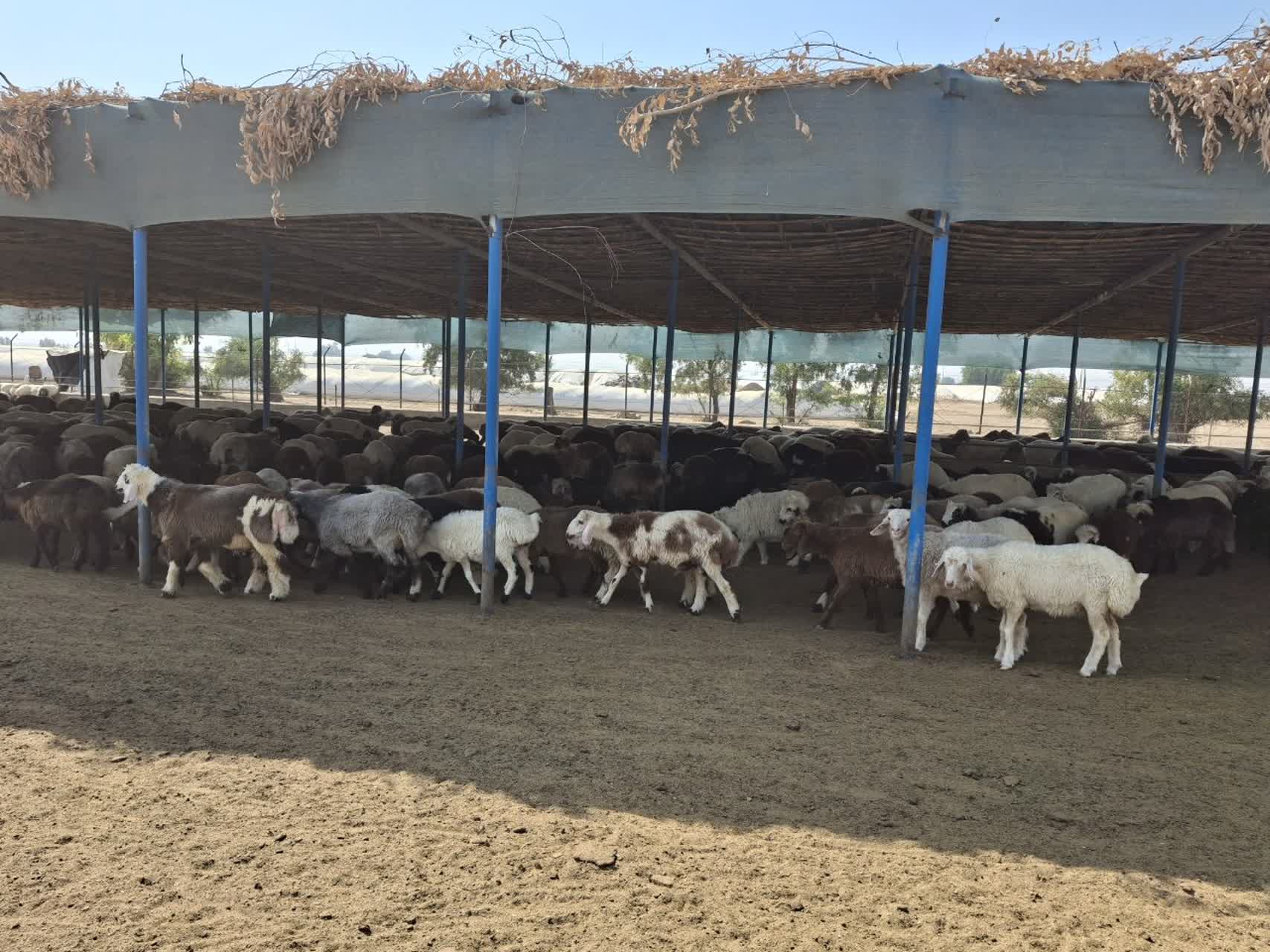 دهلران با داشتن   بیش از ۴۰۹ هزار رأس دام سبک ، رتبه نخست  جمعیت دامی استان را  دارد