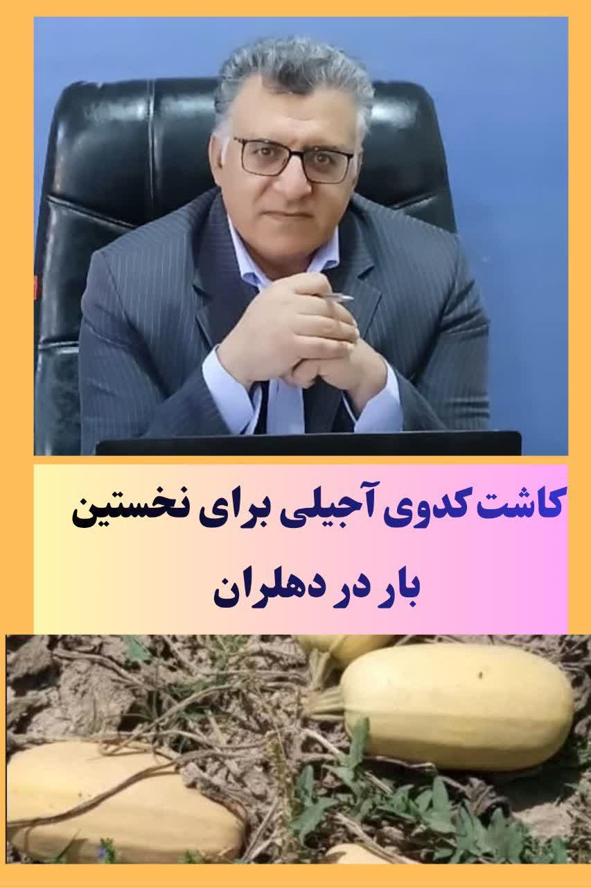 کشت کدوی آجیلی برای نخستین‌بار در شهرستان دهلران