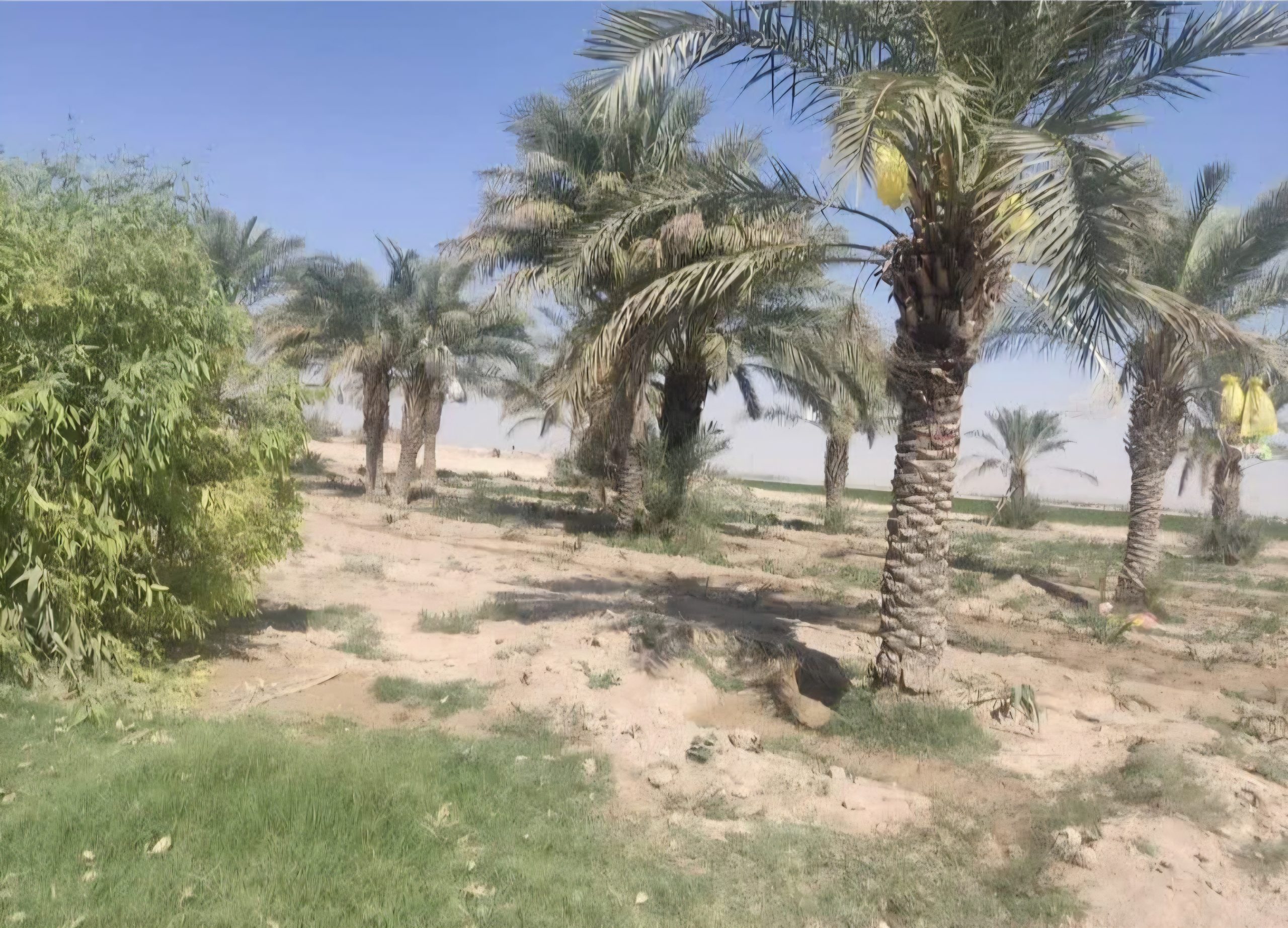 اختصاص ۱۴۰ میلیارد ریال اعتبار برای جهش توسعه باغات و نخلستان‌های دهلران