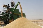 برداشت  گندم با تعداد ۳۹۰ کمباین  در مزارع شهرستان دهلران