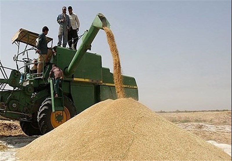 برداشت  گندم با تعداد ۳۹۰ کمباین  در مزارع شهرستان دهلران